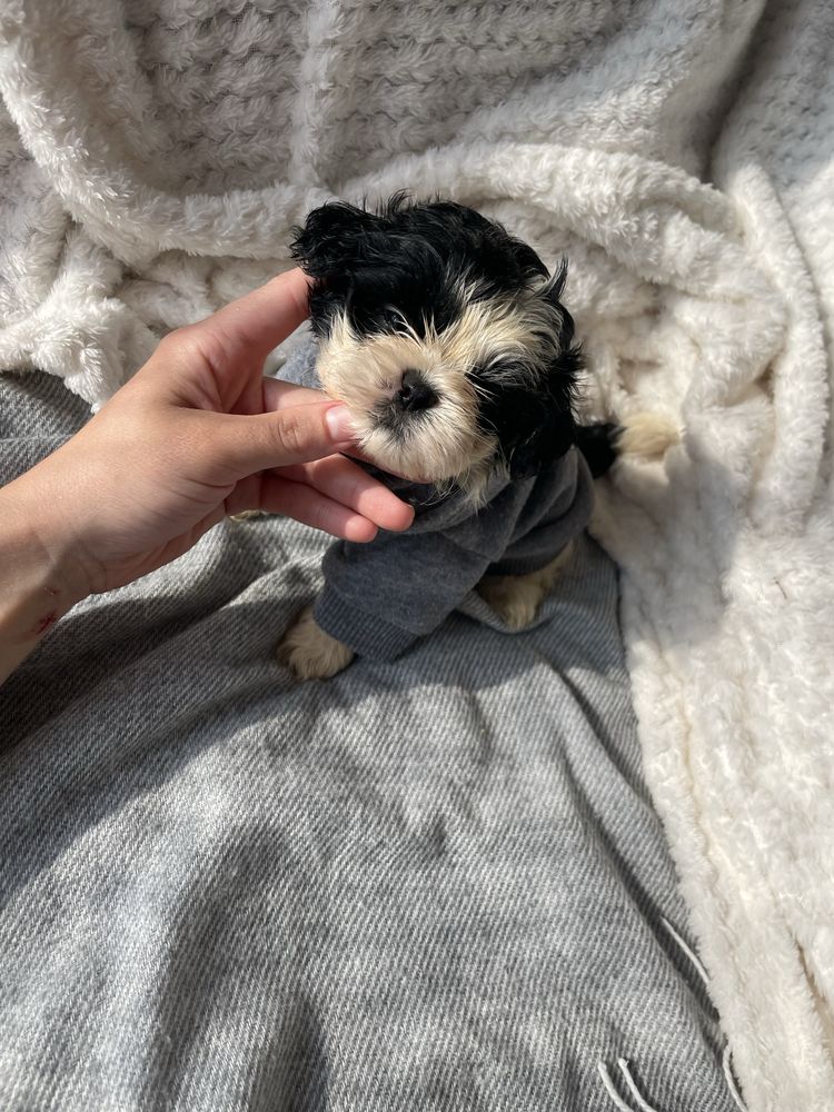 Shihtzu macho pequeno