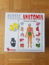 Puzzle anatomia człowieka