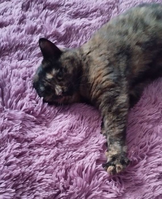 Чарівна стерилізована киця Черепашка