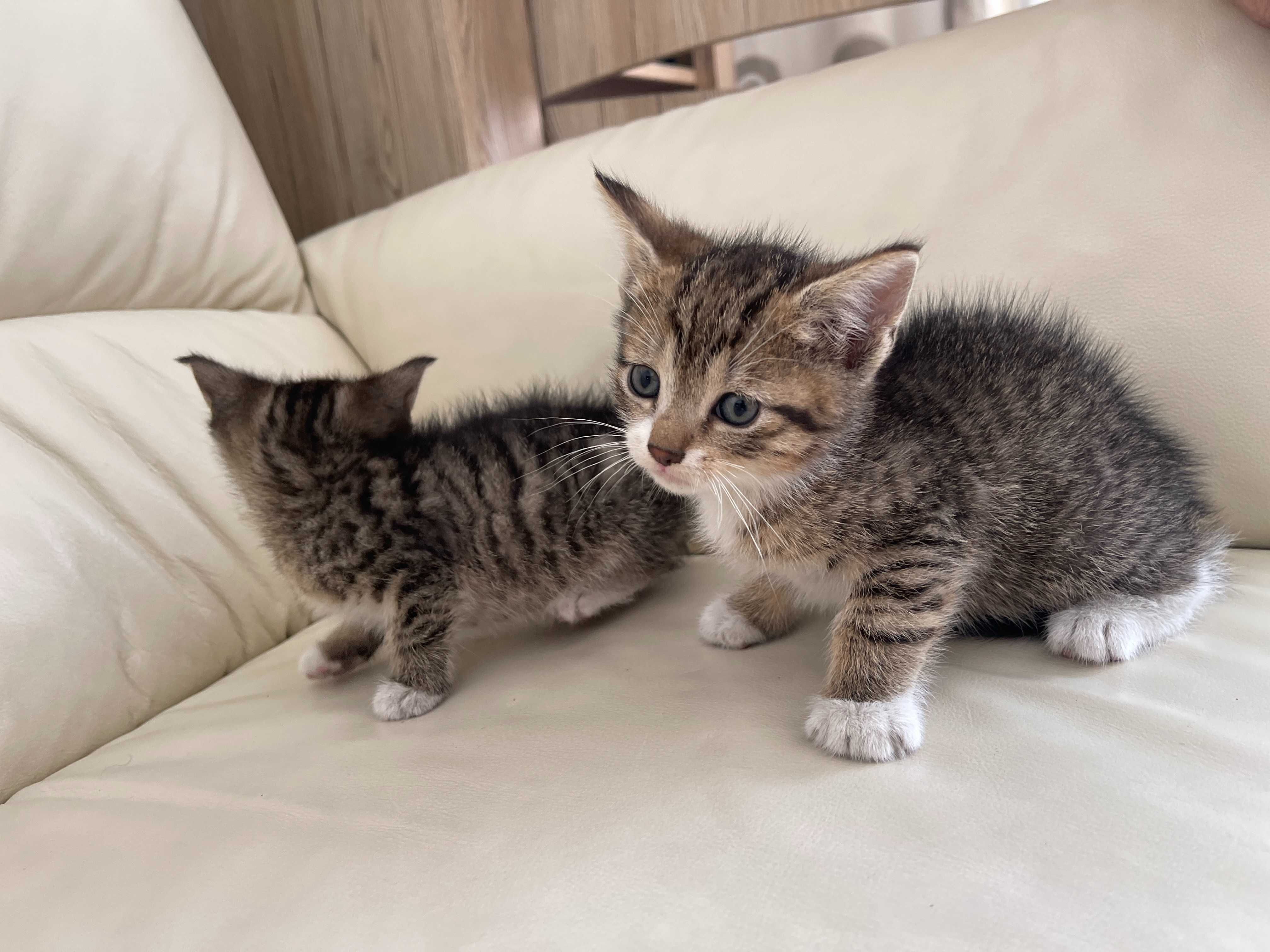 Kotki kocięta kot kotek szuka domu do adopcji oddam za darmo kocur