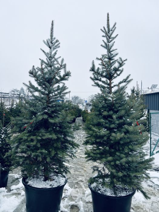 Ялинка у горщику жива ялинки новорічні