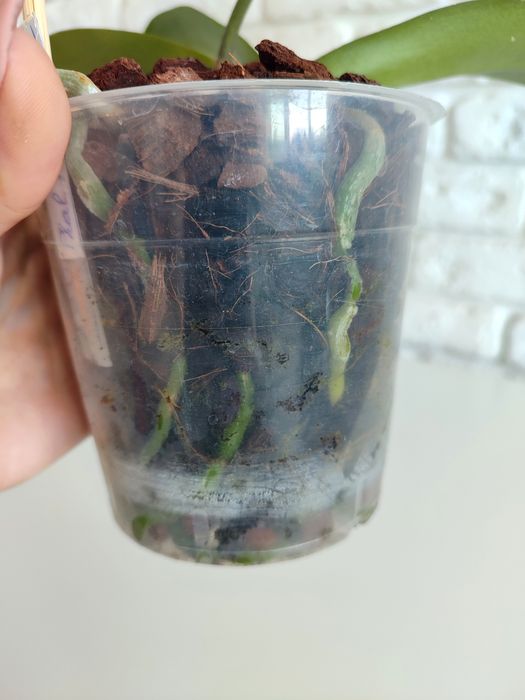 Орхідея Phal.Mountion