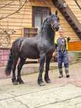 Fryz – Ogier/Wałach 7 lat – 173 cm – zaprzęg, reprezentacyjny