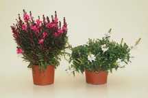 Gaura lindheimeri - Excelente floração