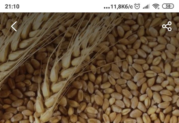 Озима пшениця з доставкою