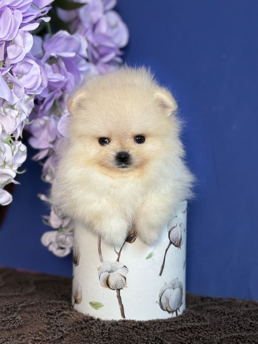 дівчинка шоу классу тип ведмедик