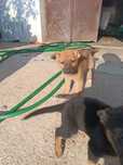 Cães para adopção.