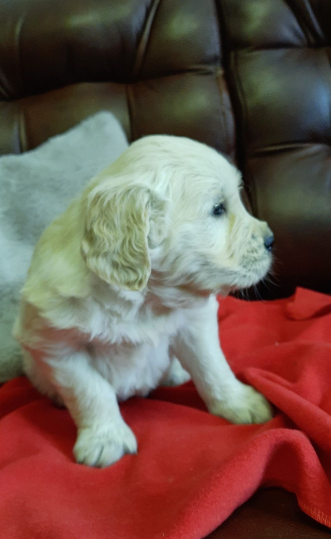Golden Retriever piesek