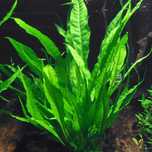 Plantas de aquário