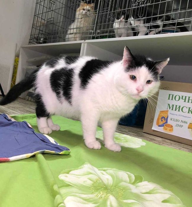 Котик Семен шукає свою родину!