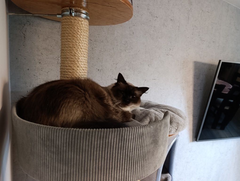 Kot ragdoll - kotka ragdoll z niebieskimi oczami- RODOWÓD do adopcji