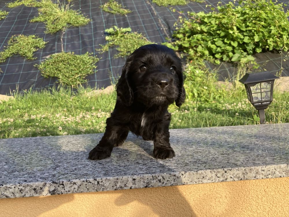 Piesek cocker spaniel angielski czarny gotowy do odbioru