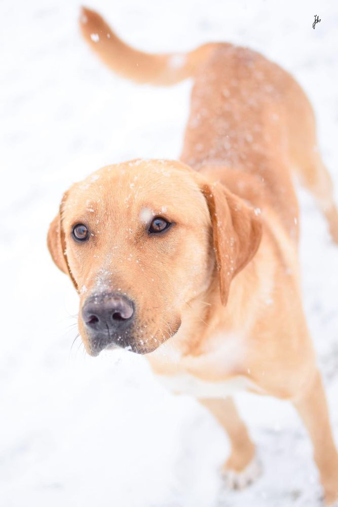 Młody piękny pies w typie labradora do odpowiedzialnej adopcji