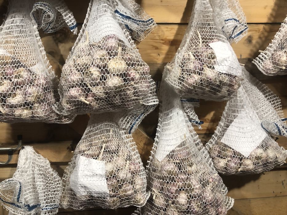 Czosnek Harnaś. Mała rodzinna plantacja. Ekologiczny różne rozmiary