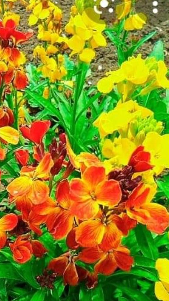 Лакфиоль (хейрайтус) цветы многолетние