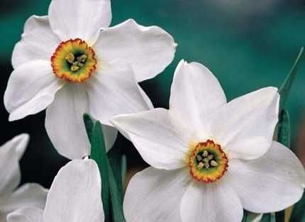 Narcyz babuni stara odmiana pachnie