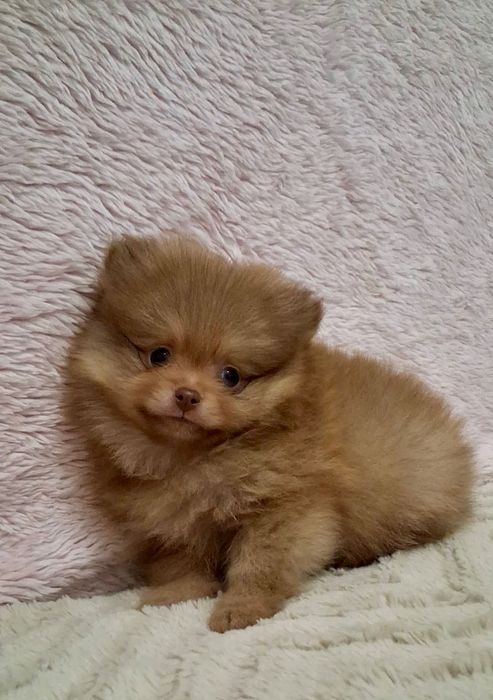 Lulu da Pomerânia Mini Olhos verdes