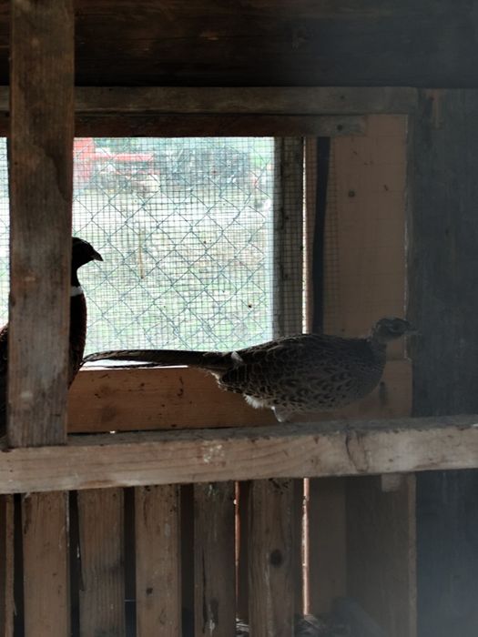 Bażanty ozdobne para