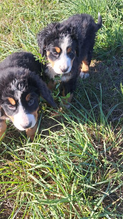 Berneński pies pasterski suczka