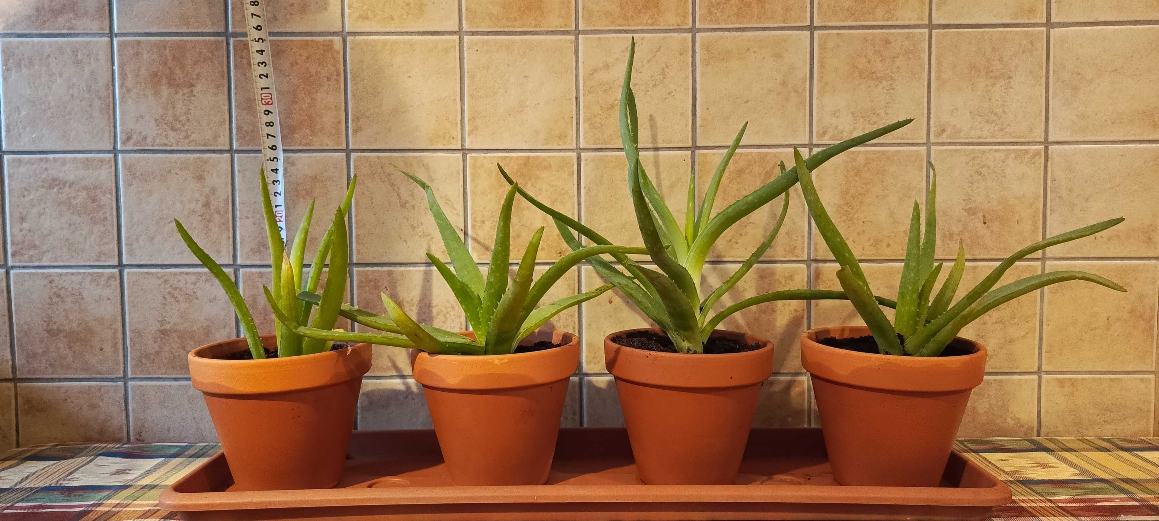 Aloes Vera w Ceramicznej Doniczce
