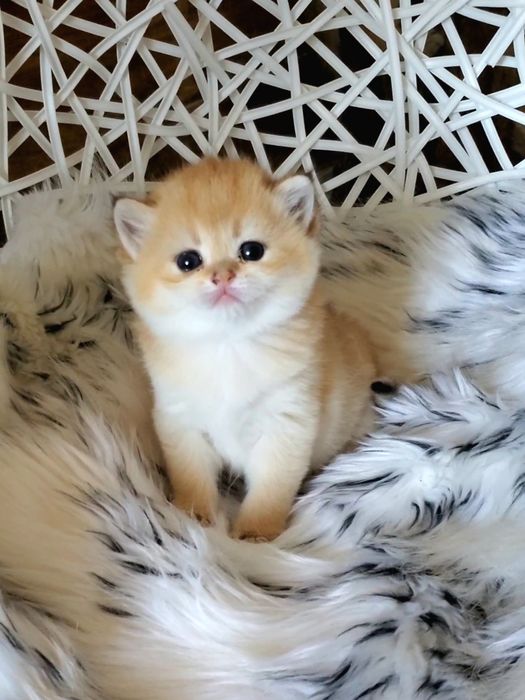 Ручные лапочки, котята золотая шиншилла