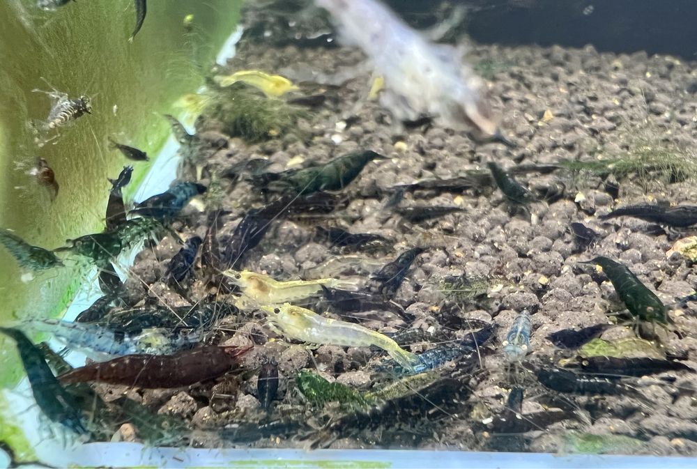 30x Neocaridias variadas