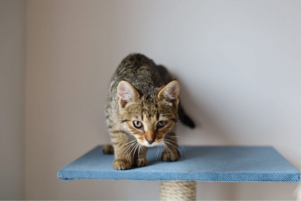 Feniks i Uno kot koty kociaki kotki do adopcji oddam za darmo