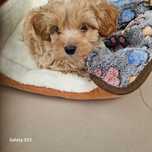 Maltipoo- mały piesek