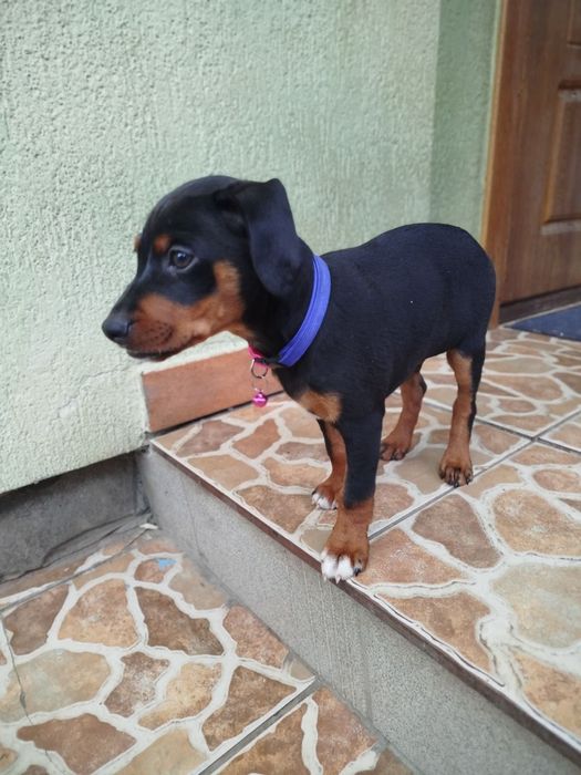 Тварина породи цверг-пінчер