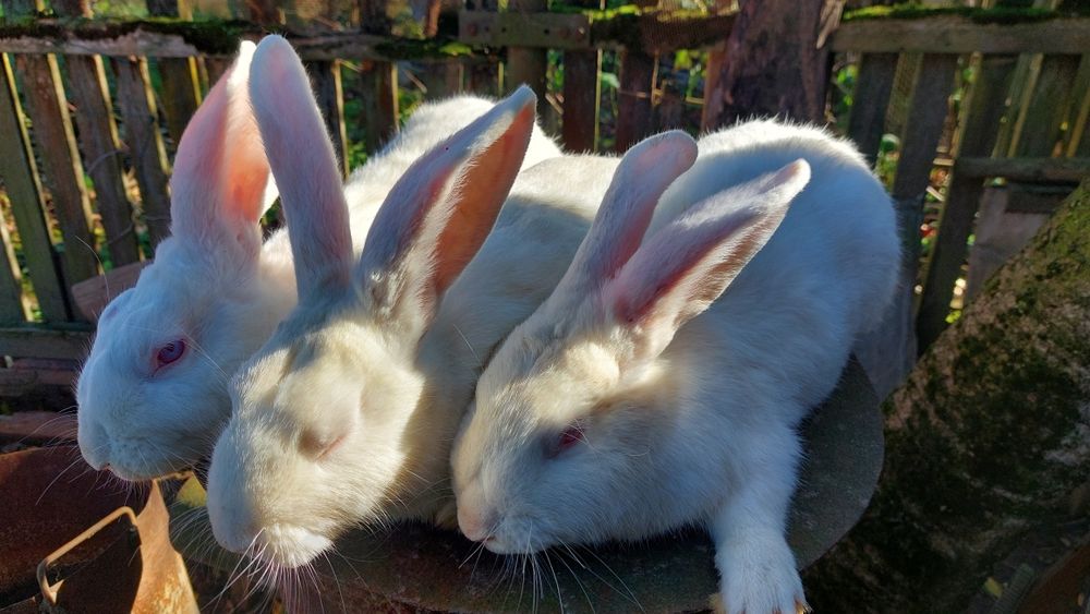 Кролики породи панон