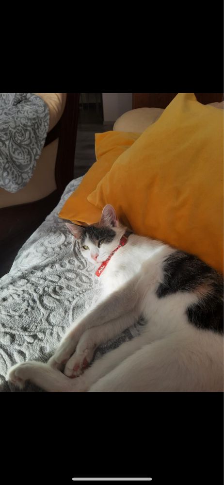 oddam kotkę za darmo