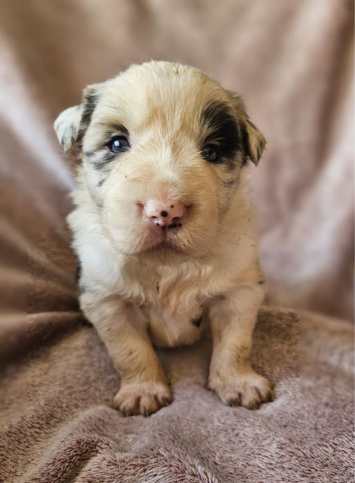 Suczka Border Collie ZKwP FCI