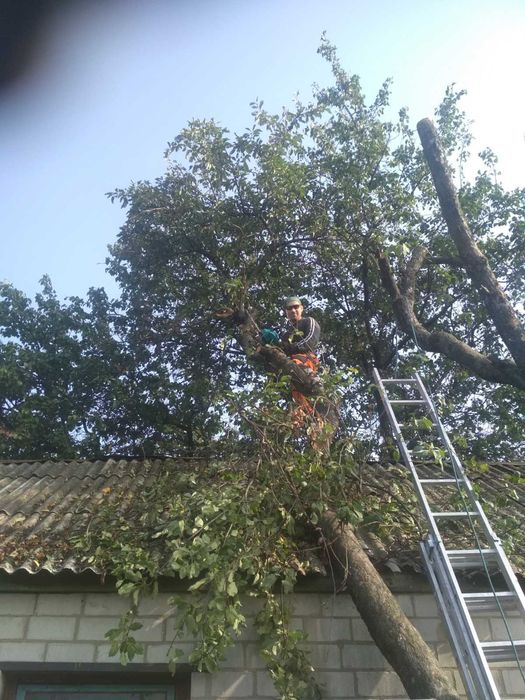 Обрізка дерев Спил Дерева Спилить Дерево Розчистка території Вивіз