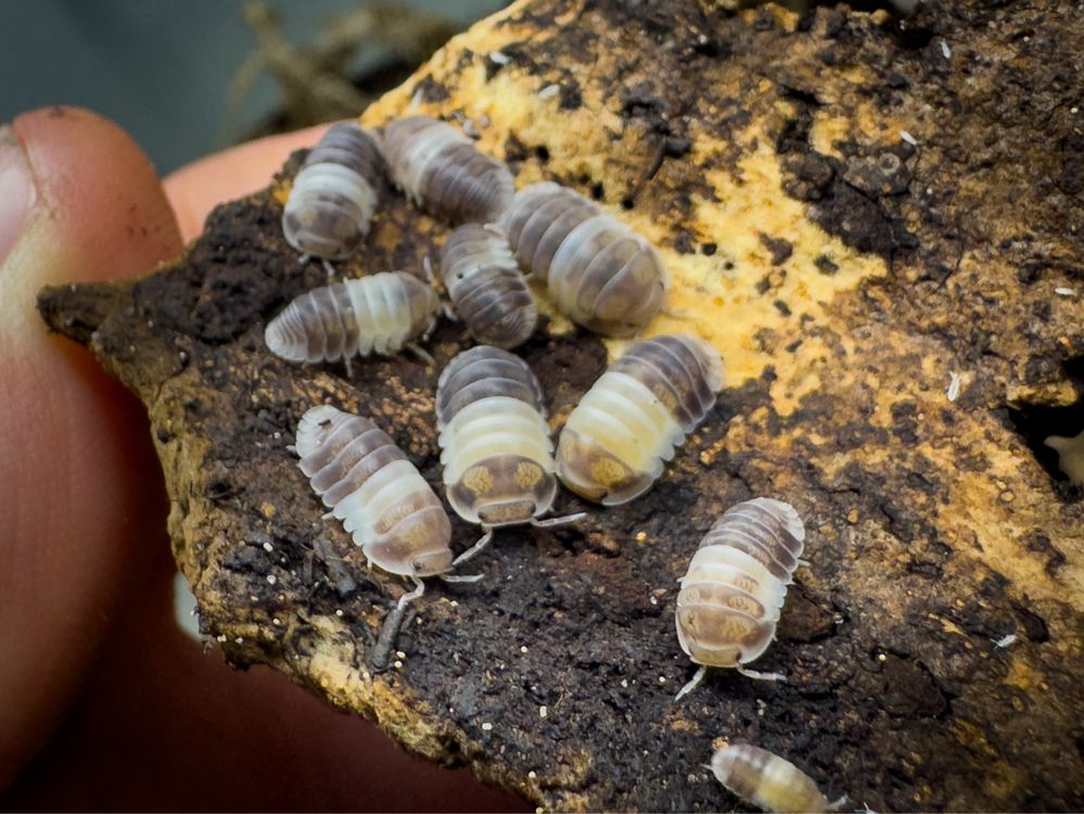 Izopody Cubaris sp. “Panda King” 12szt. - ekipa sprzątająca