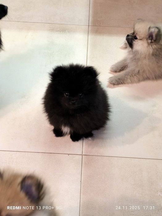 POMERANIAN - Szpic miniaturowy , czarny chłopak piesek piękny 

Piękny
