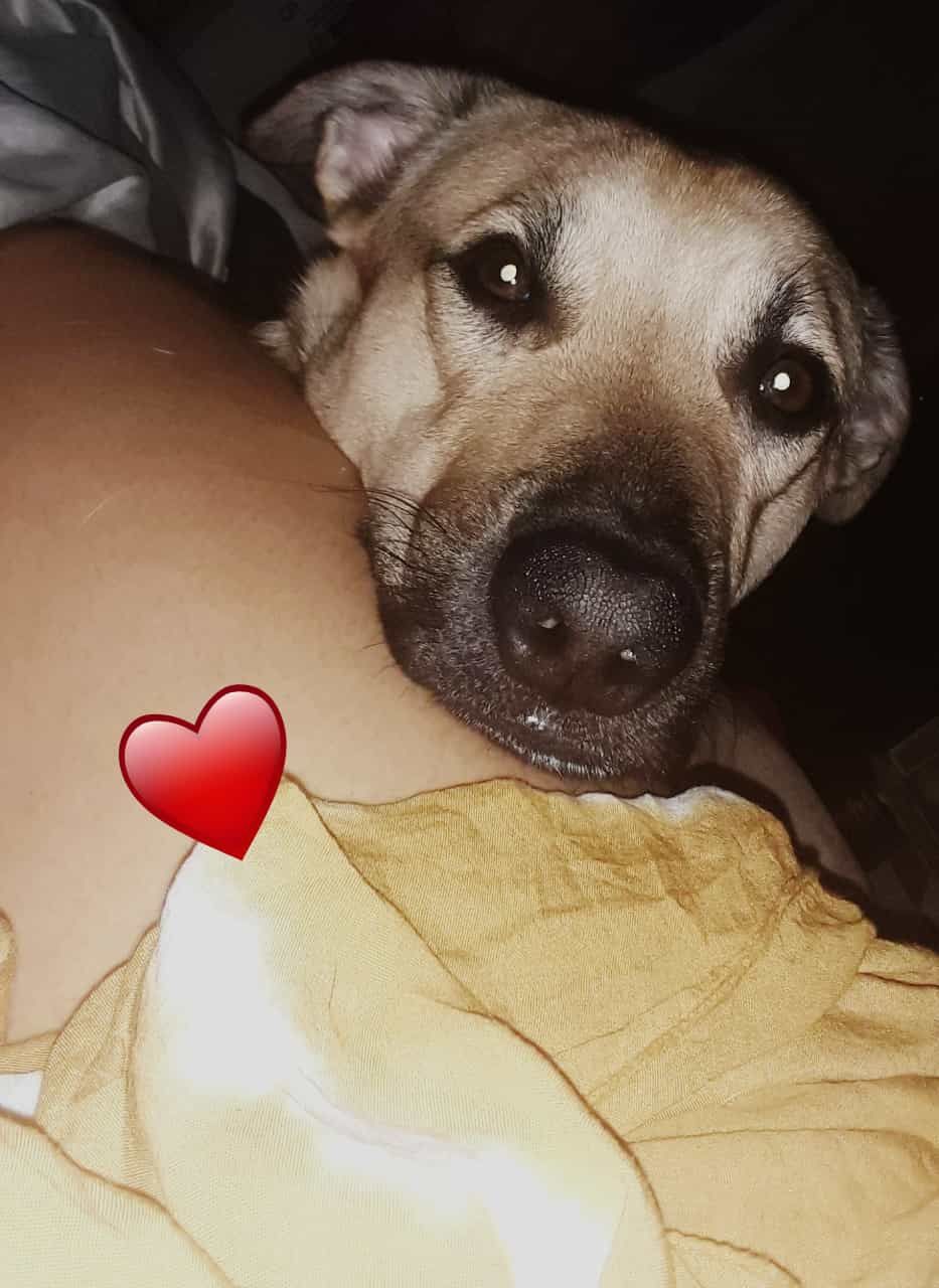 Cão para adoção.