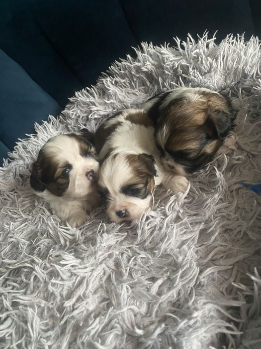 Szczeniak shih-tzu suczka