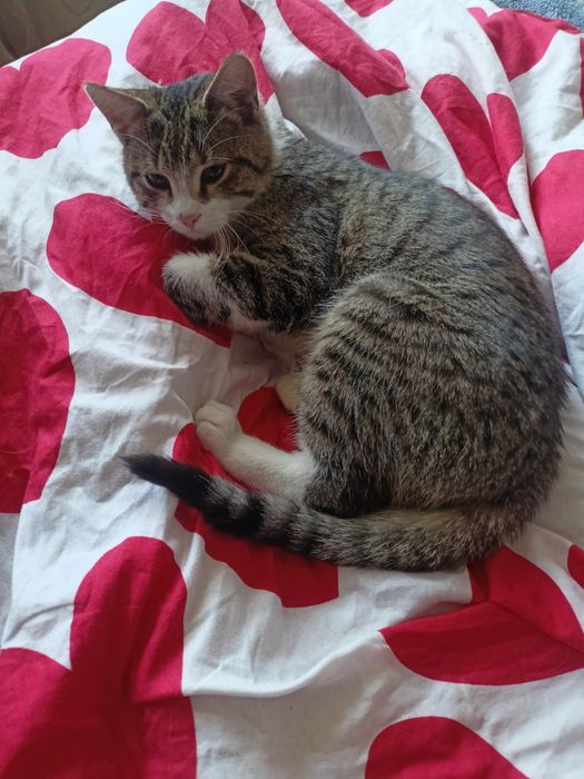 Kocurek do adopcji