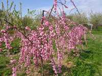 Brzoskwinia płaczaca pendula