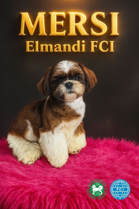 Suczka Shih Tzu ZKwP FCI
