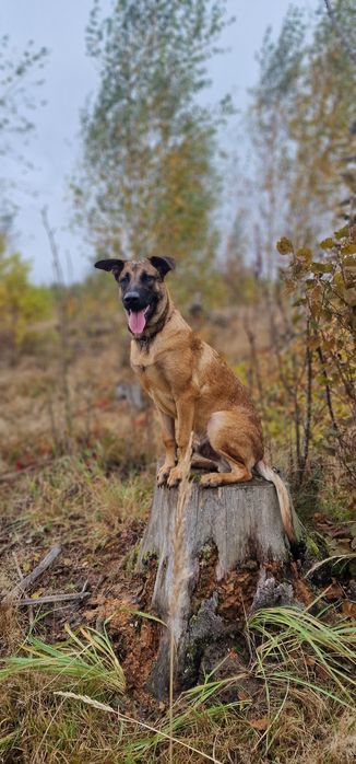 Owczarek belgijski Malinois