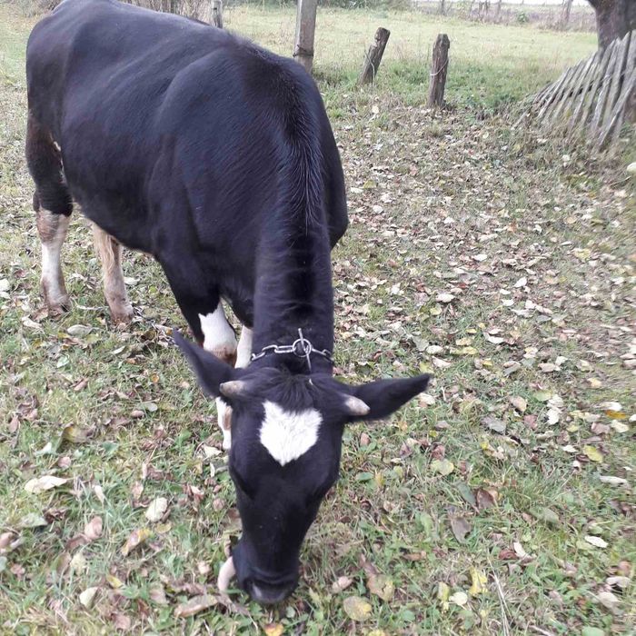 Продам добру теличку