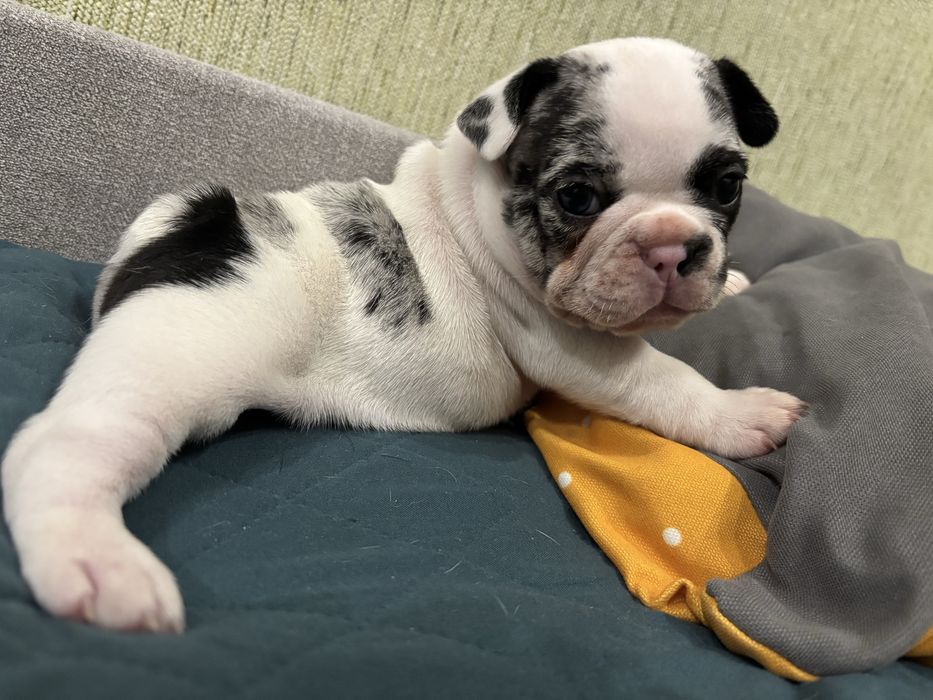 Цуценята французького бульдога