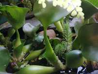 Plantas flutuantes de lago - aquário