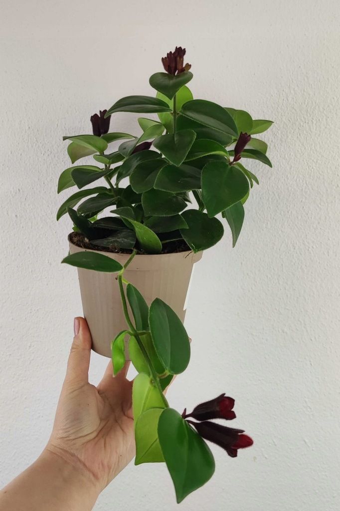 Aeschynanthus Mona Lisa 35-45 cm