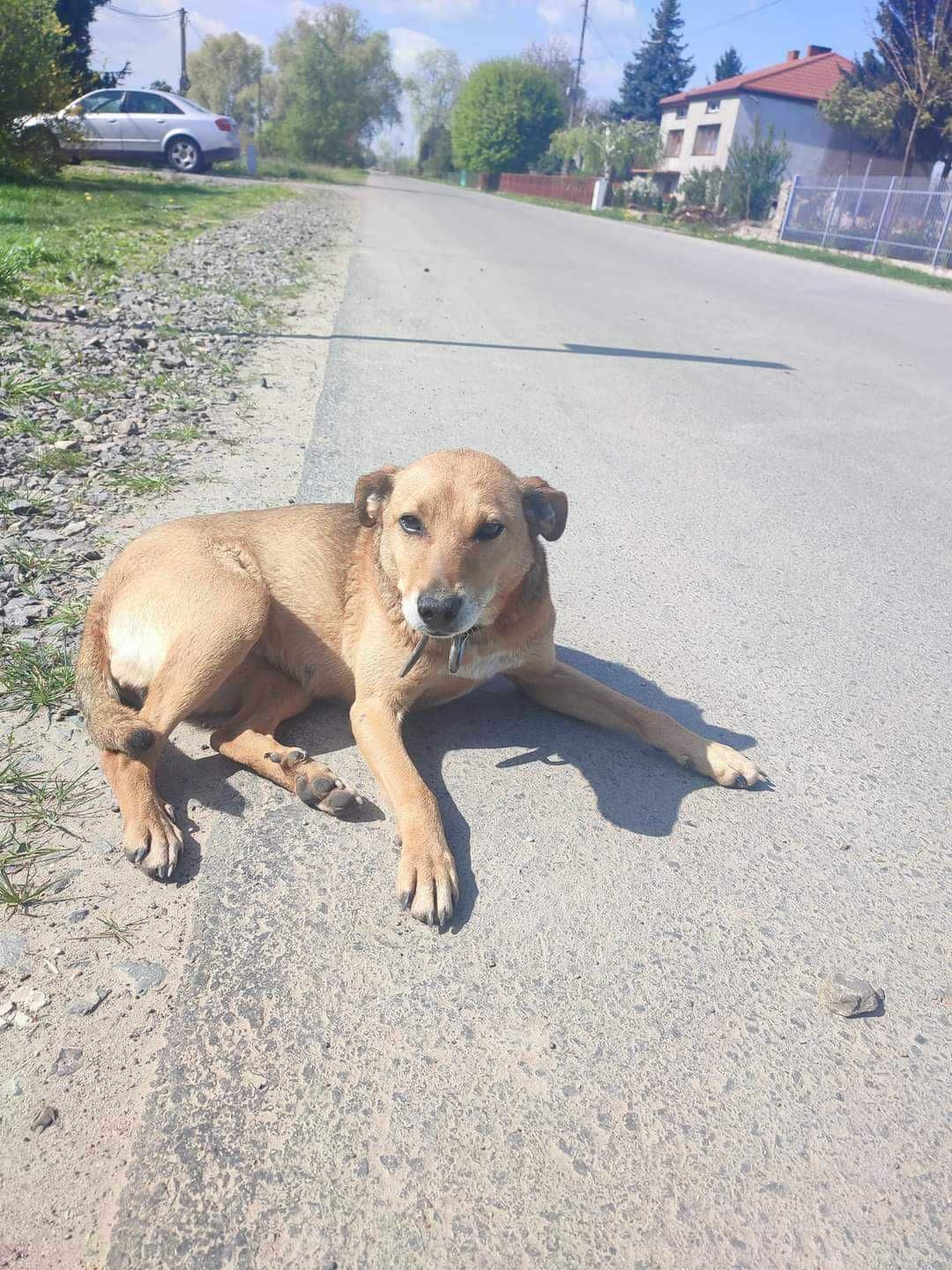 Podaruj domek tej fantastycznej suni, kocha cały świat.