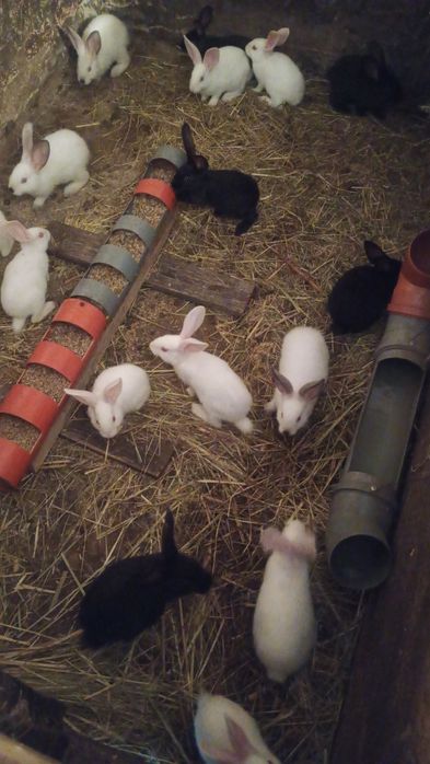 Продам кроленят 200грн