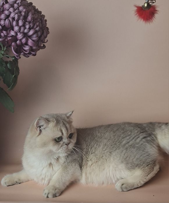 Продажа котят  в домашние  любимцы