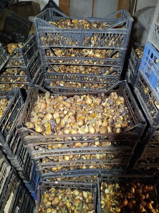 Продам элитную луковицу тюльпана