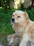 Pies grzeczny do adopcji